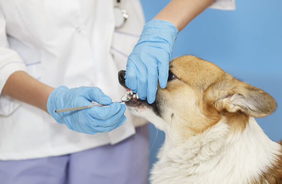 dog oral care