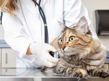 preventative pet care